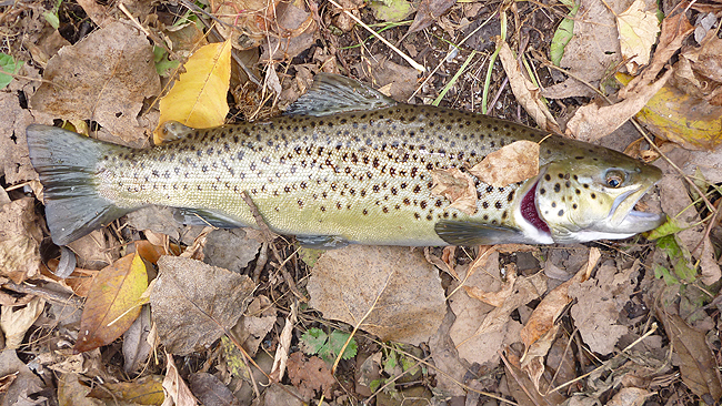 Another brown.JPG